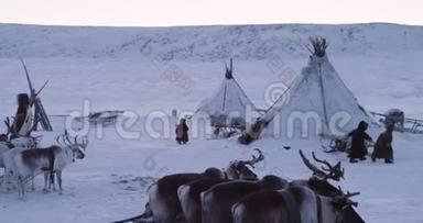 快乐的童年在北极中部的蒙古包营中孩子们在蒙古包和驯鹿旁边玩耍。 4k